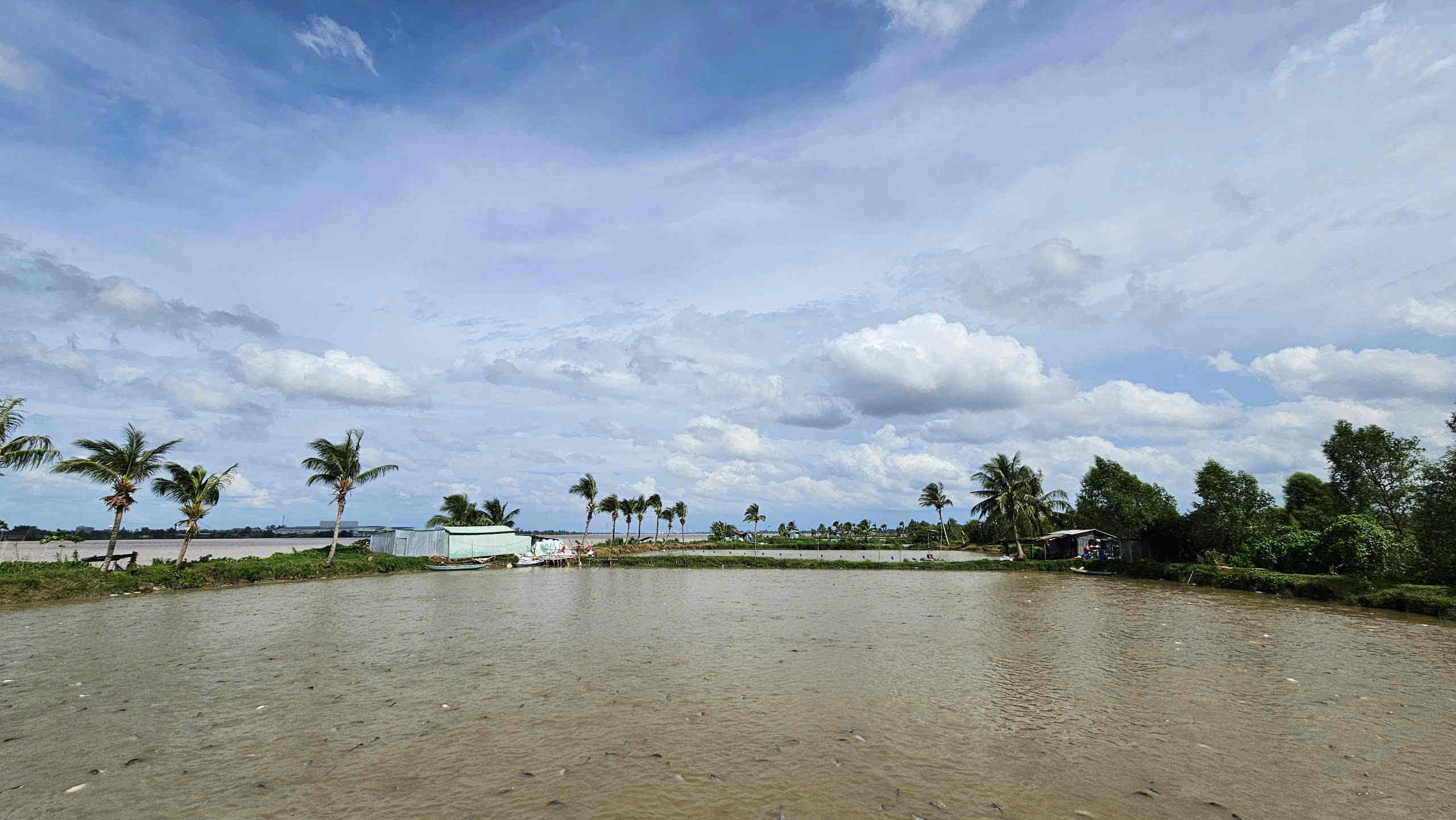P&H Foods Pangasius farming area