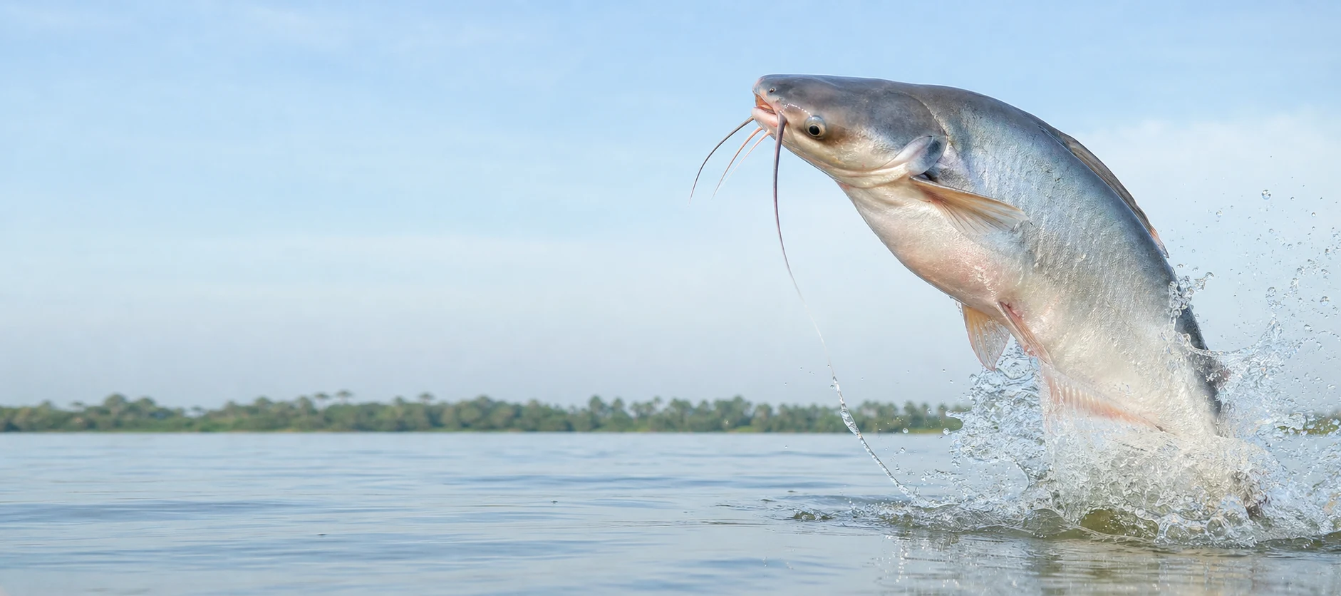 Vietnam's Pangasius Exports Surpass USD 1 Billion in the First Half of 2026